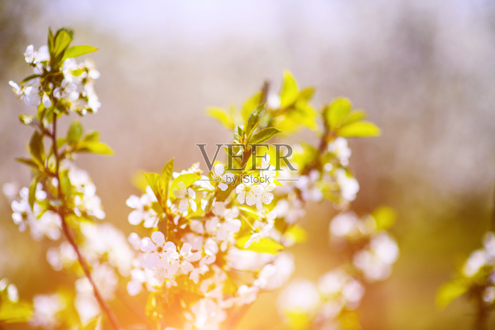 苹果园，树上开花，春天的时间照片摄影图片