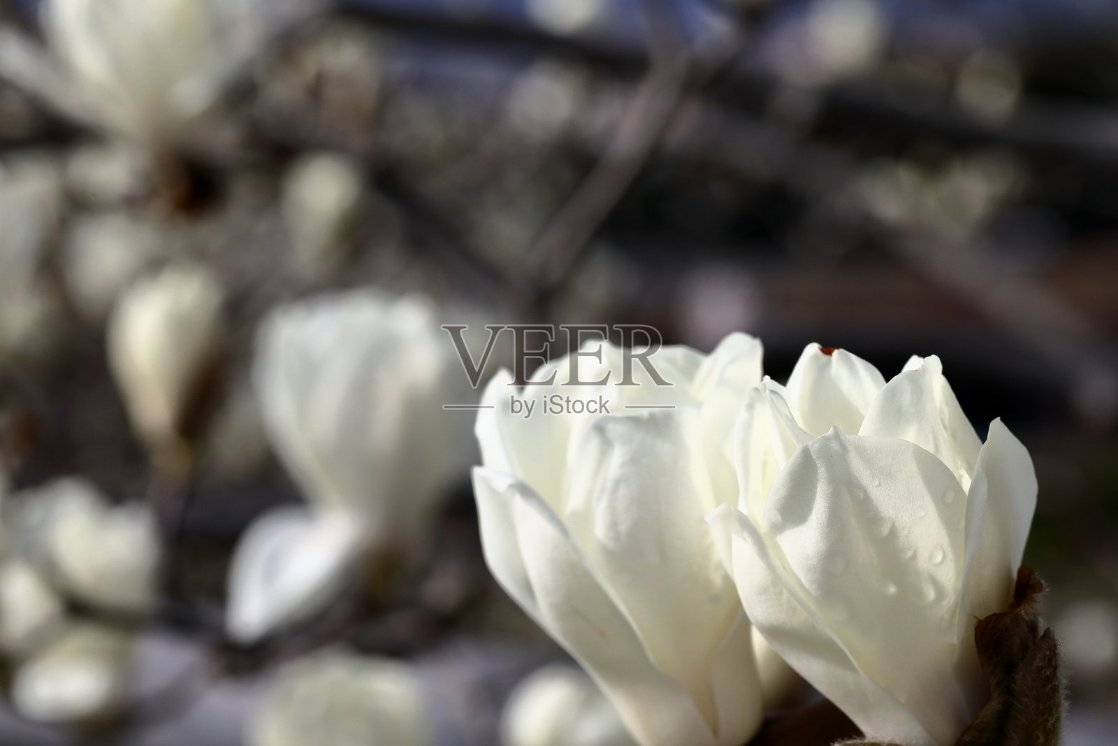 日本的白玉兰照片摄影图片