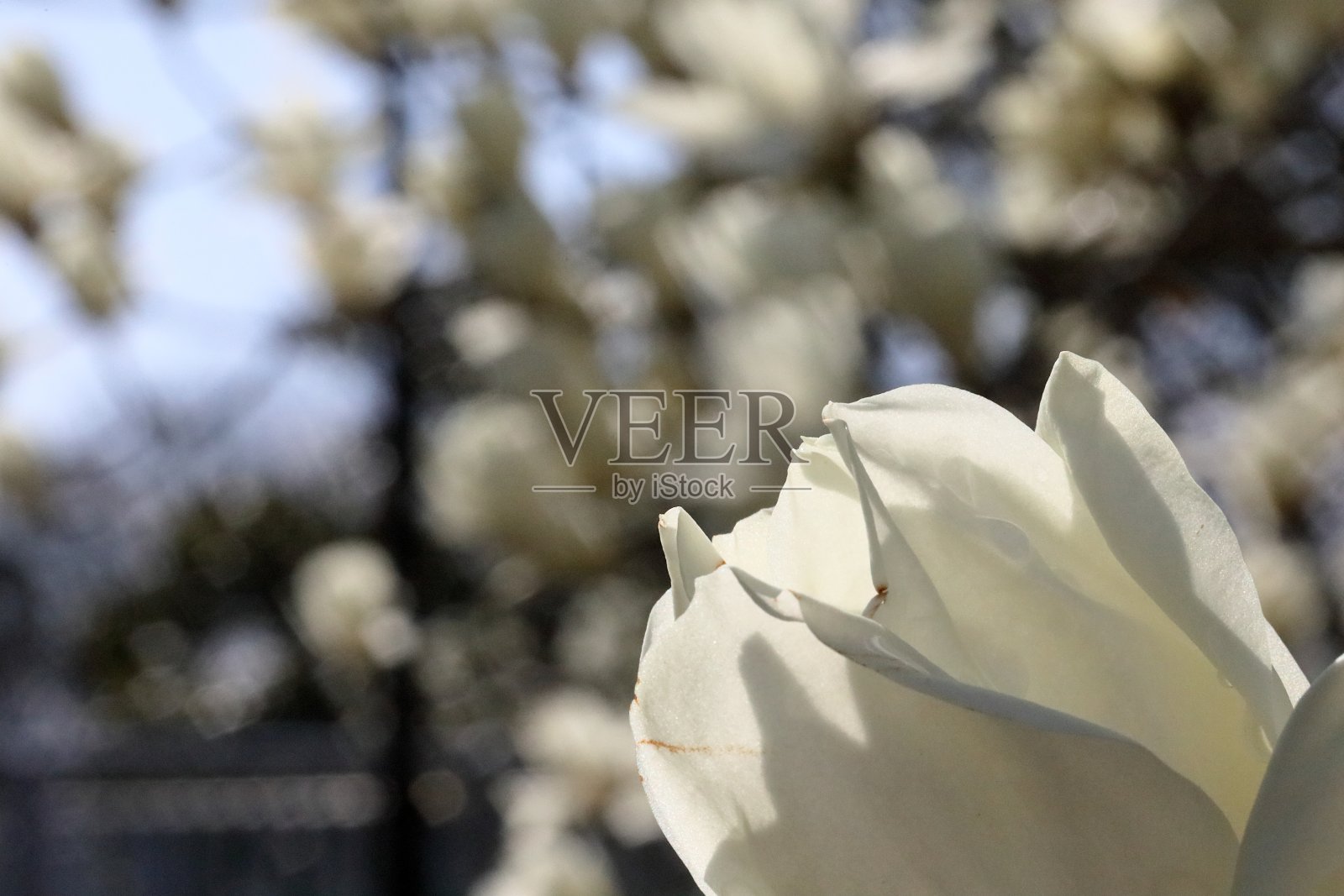 日本的白玉兰照片摄影图片