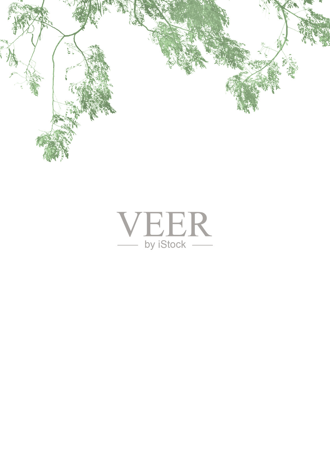 白色框架与植物顶部边界照片摄影图片