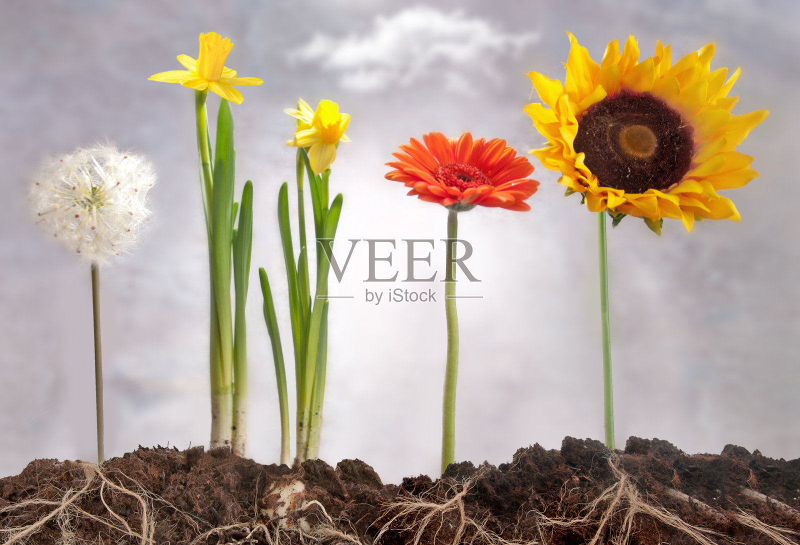 春花根生长照片摄影图片