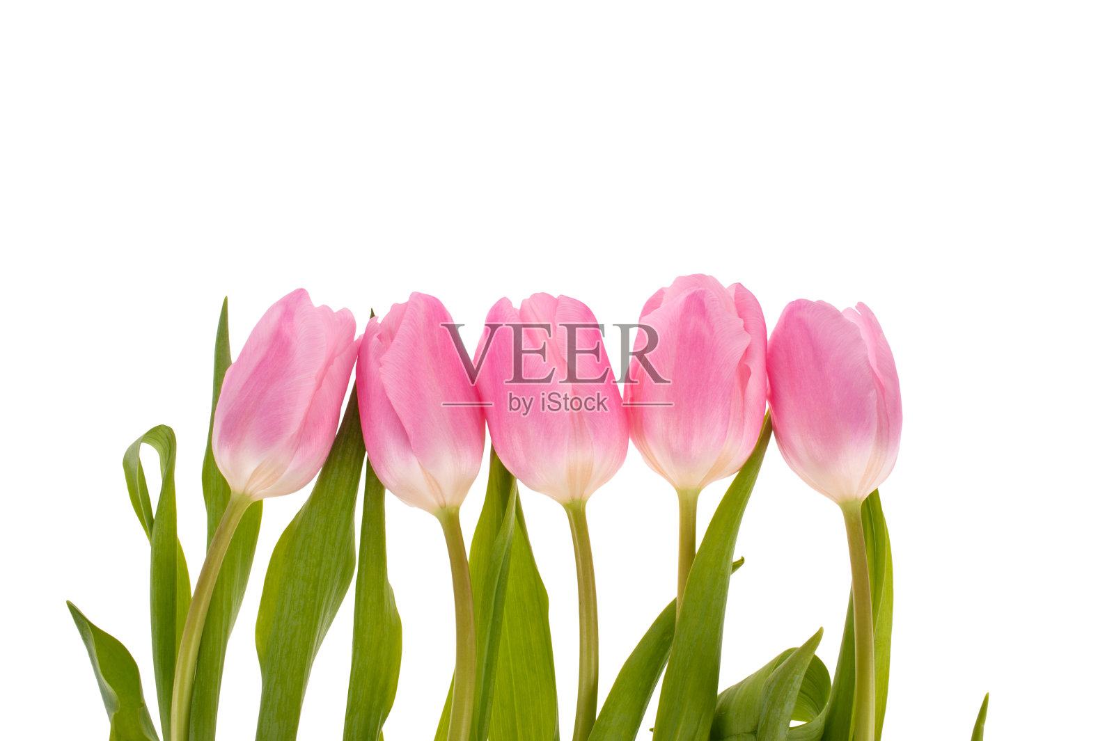 粉红色郁金香花孤立在白色背景上。照片摄影图片