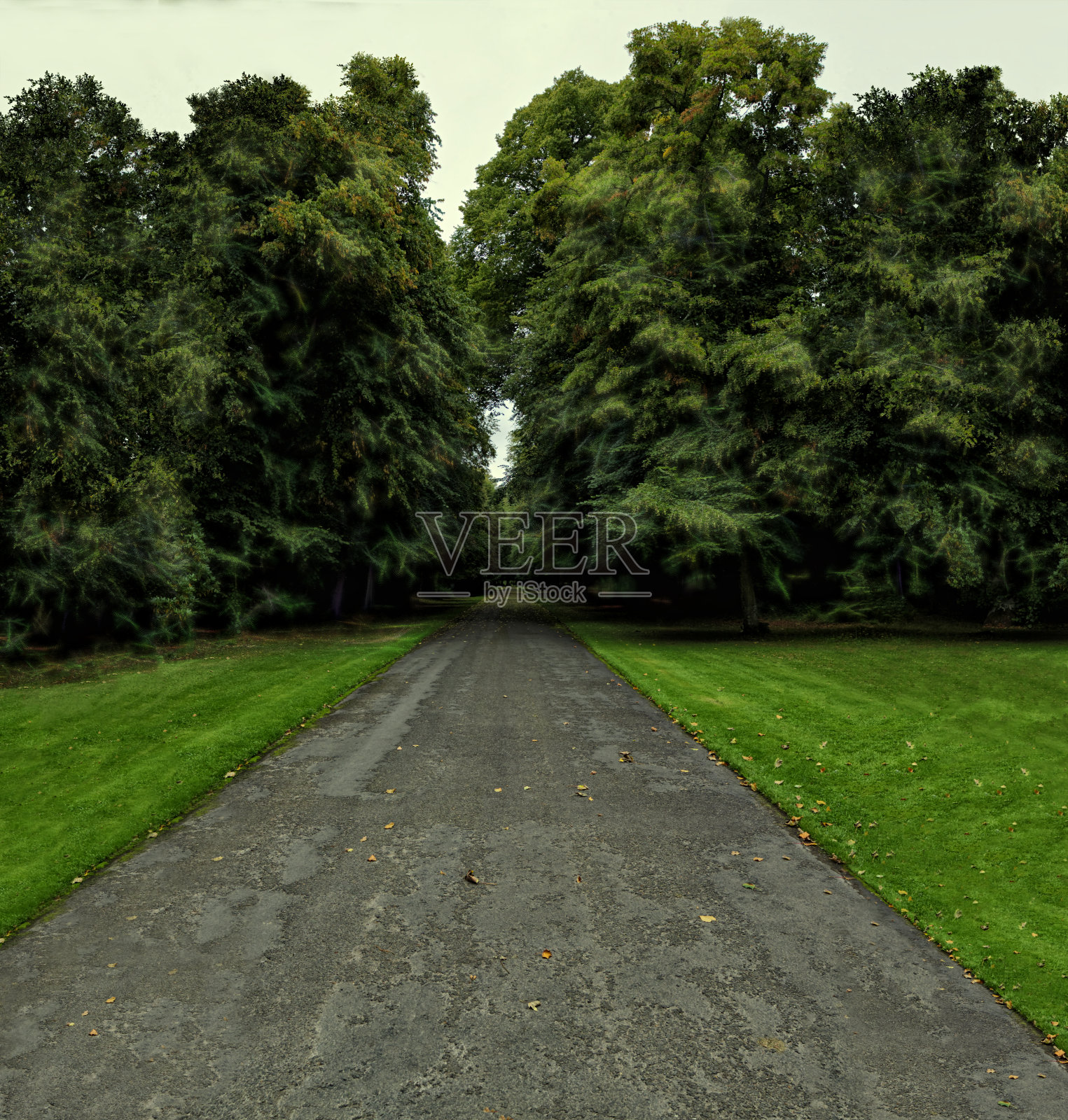 森林茂密的苏格兰公园照片摄影图片