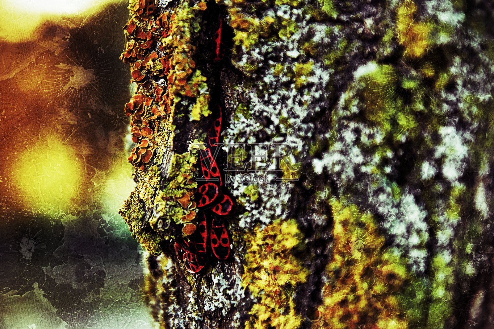 博照片摄影图片