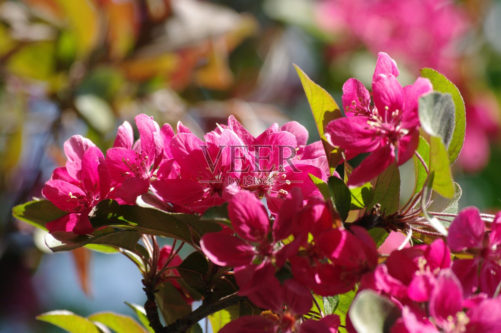 深粉色盛开的苹果花，春天的时候照片摄影图片