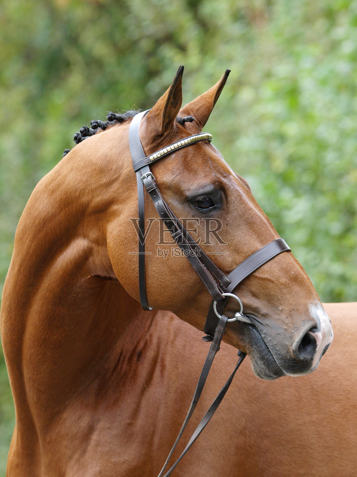 种马头像照照片摄影图片
