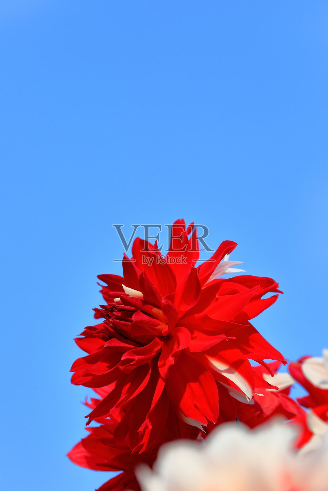 日本奈良的大丽花照片摄影图片