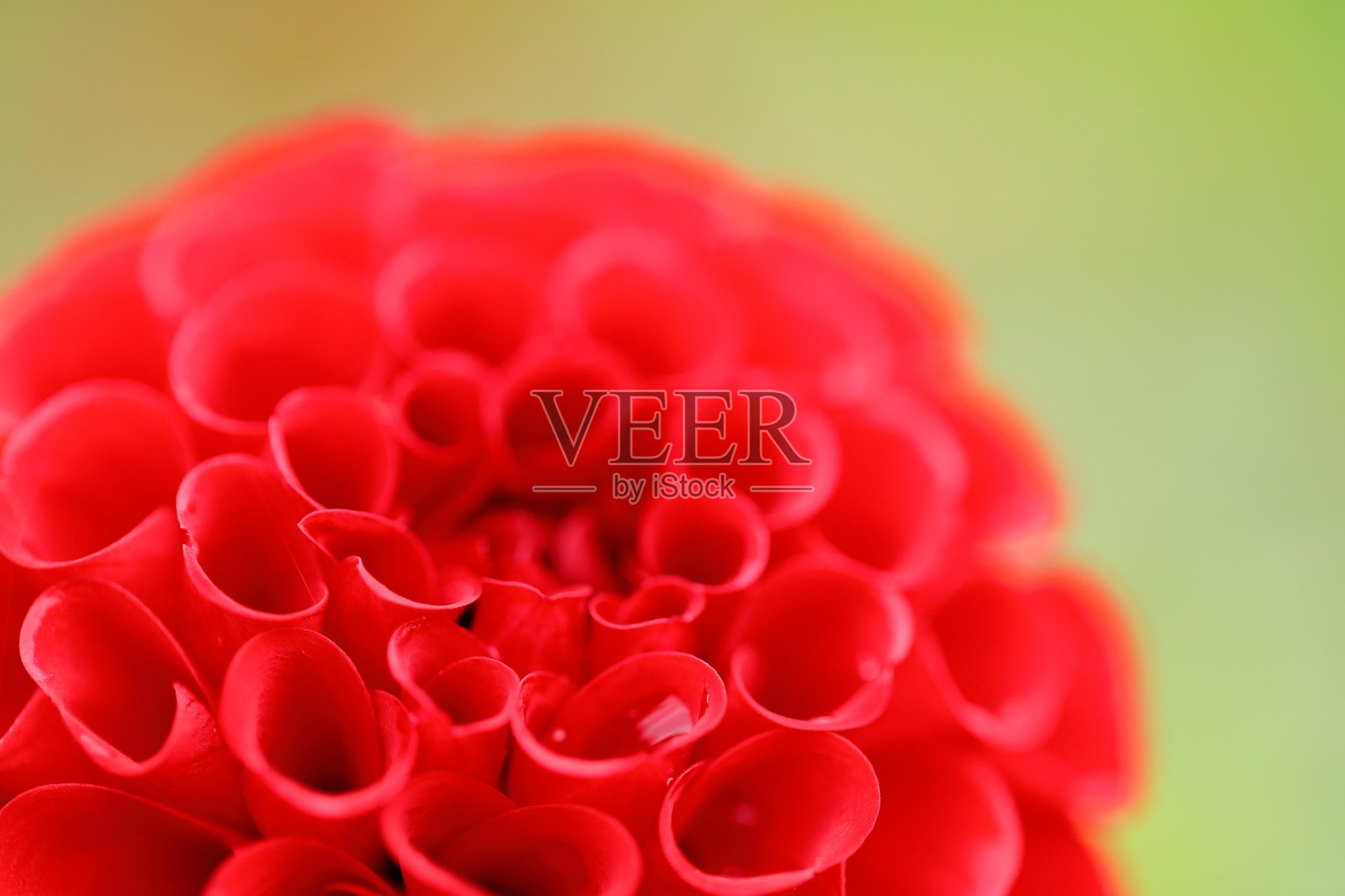 日本奈良的大丽花照片摄影图片