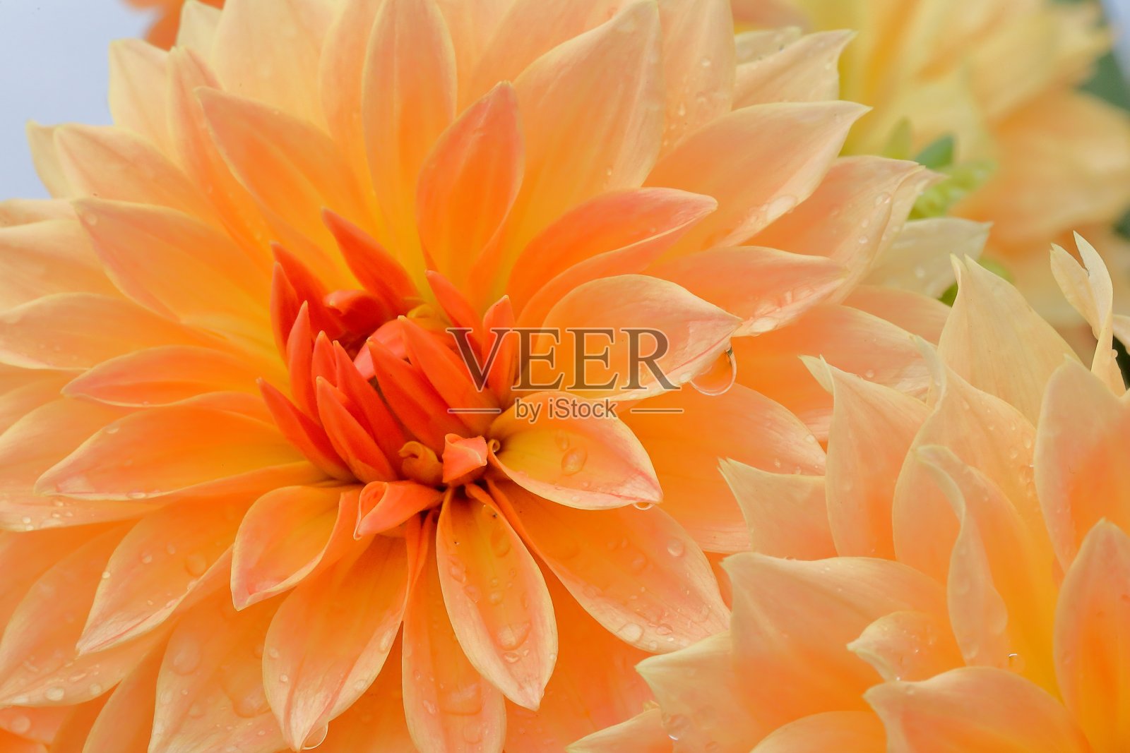 日本奈良的大丽花照片摄影图片