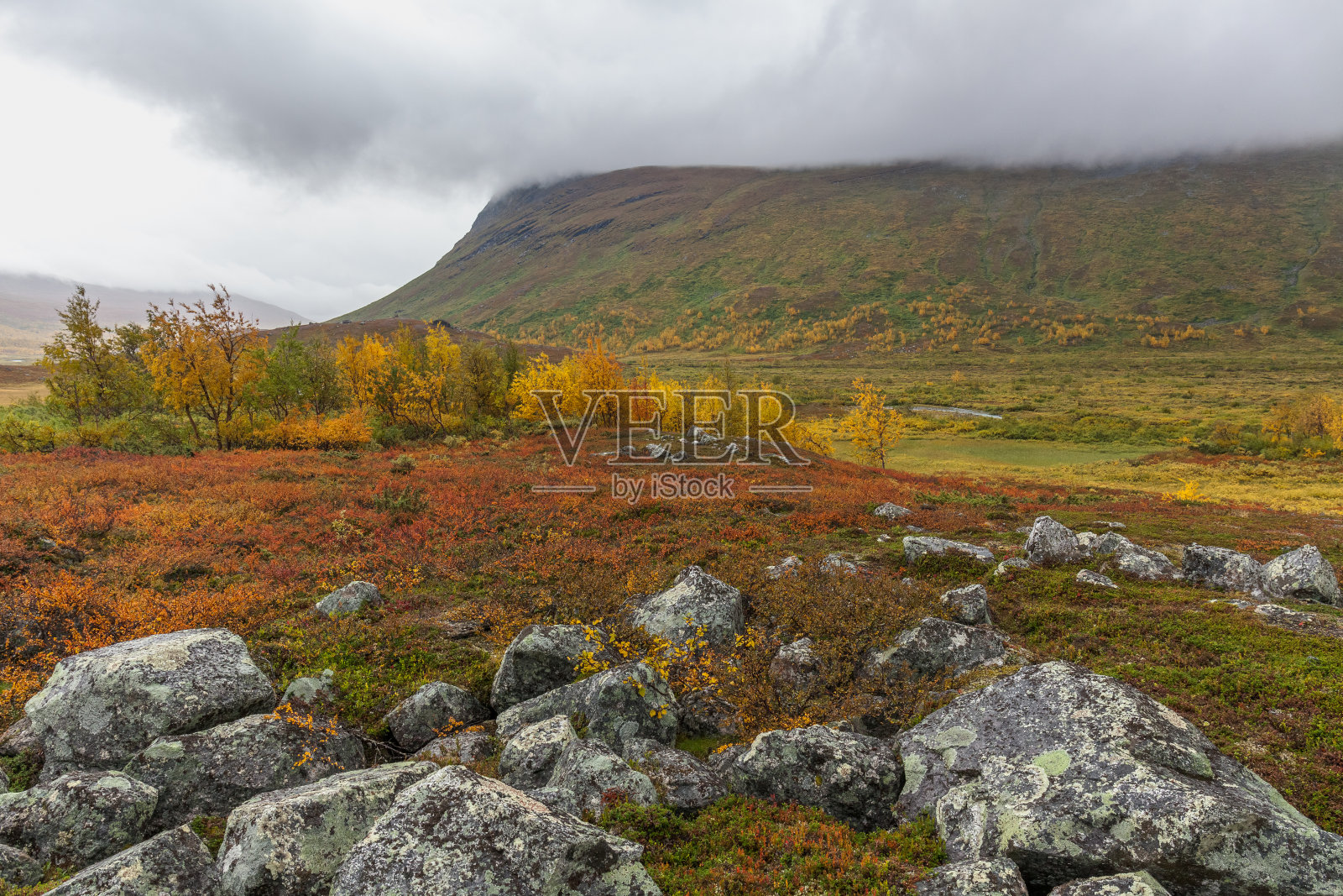 秋天的沙瑞克国家公园，拉普兰，Norrbotten县，瑞典，靠近芬兰，瑞典和挪威的边界。有选择性的重点照片摄影图片