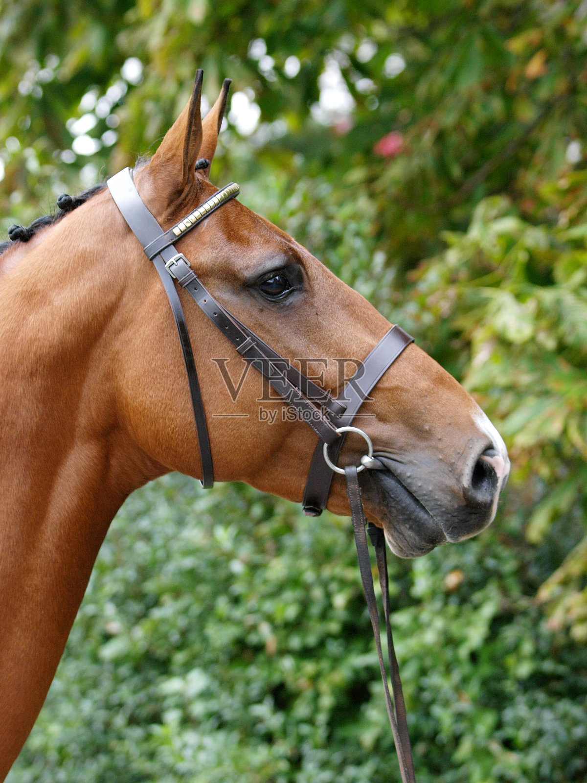 种马头像照照片摄影图片