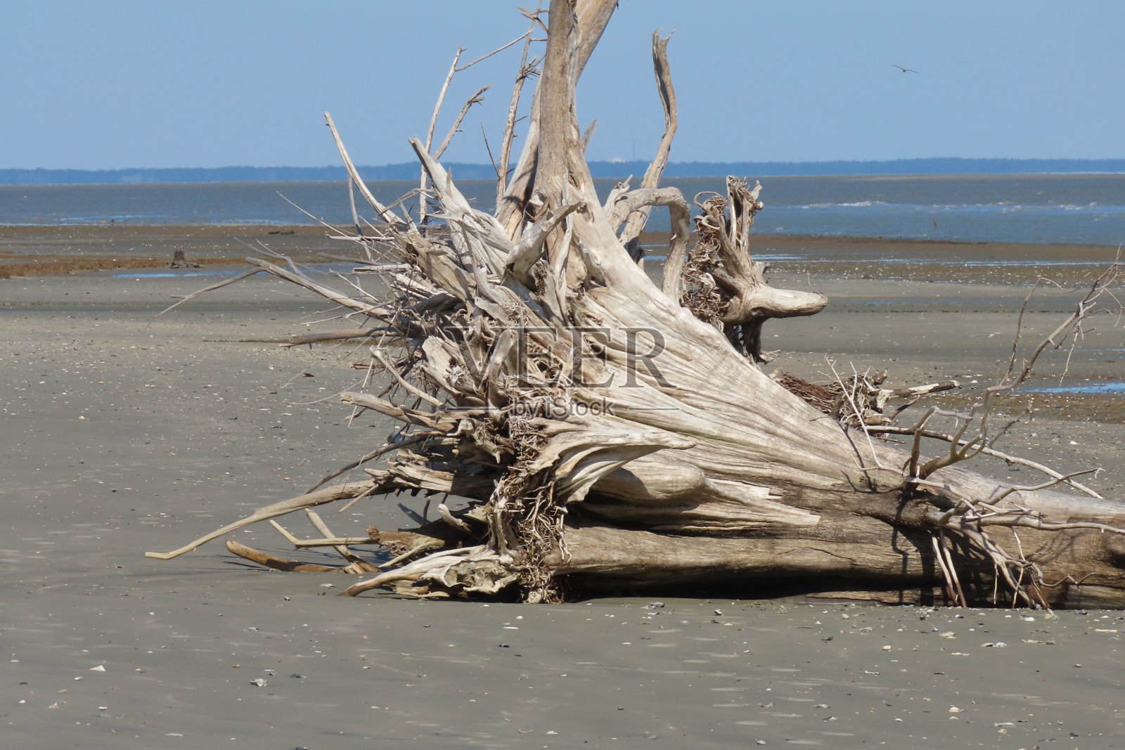 沙滩上的一个死树桩照片摄影图片