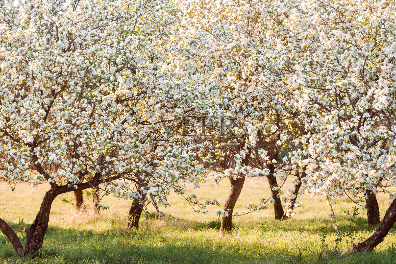 盛开的苹果树照片摄影图片