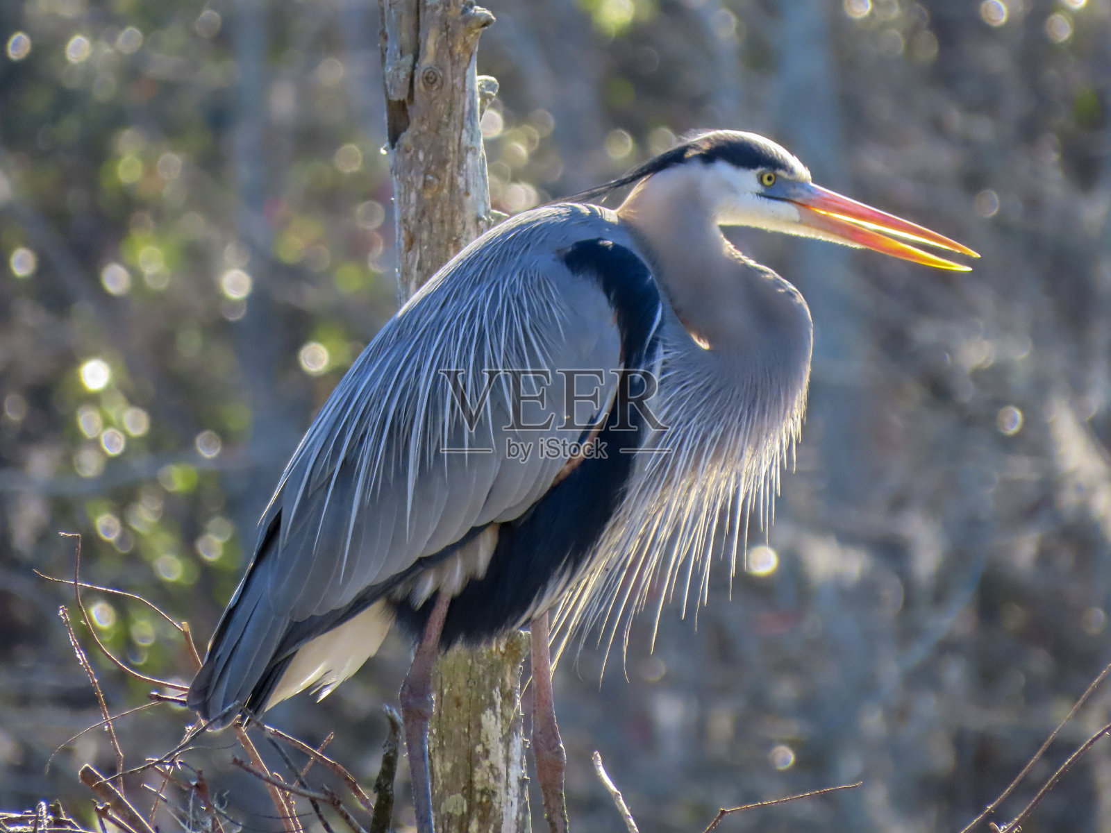 大蓝鹭在树上照片摄影图片