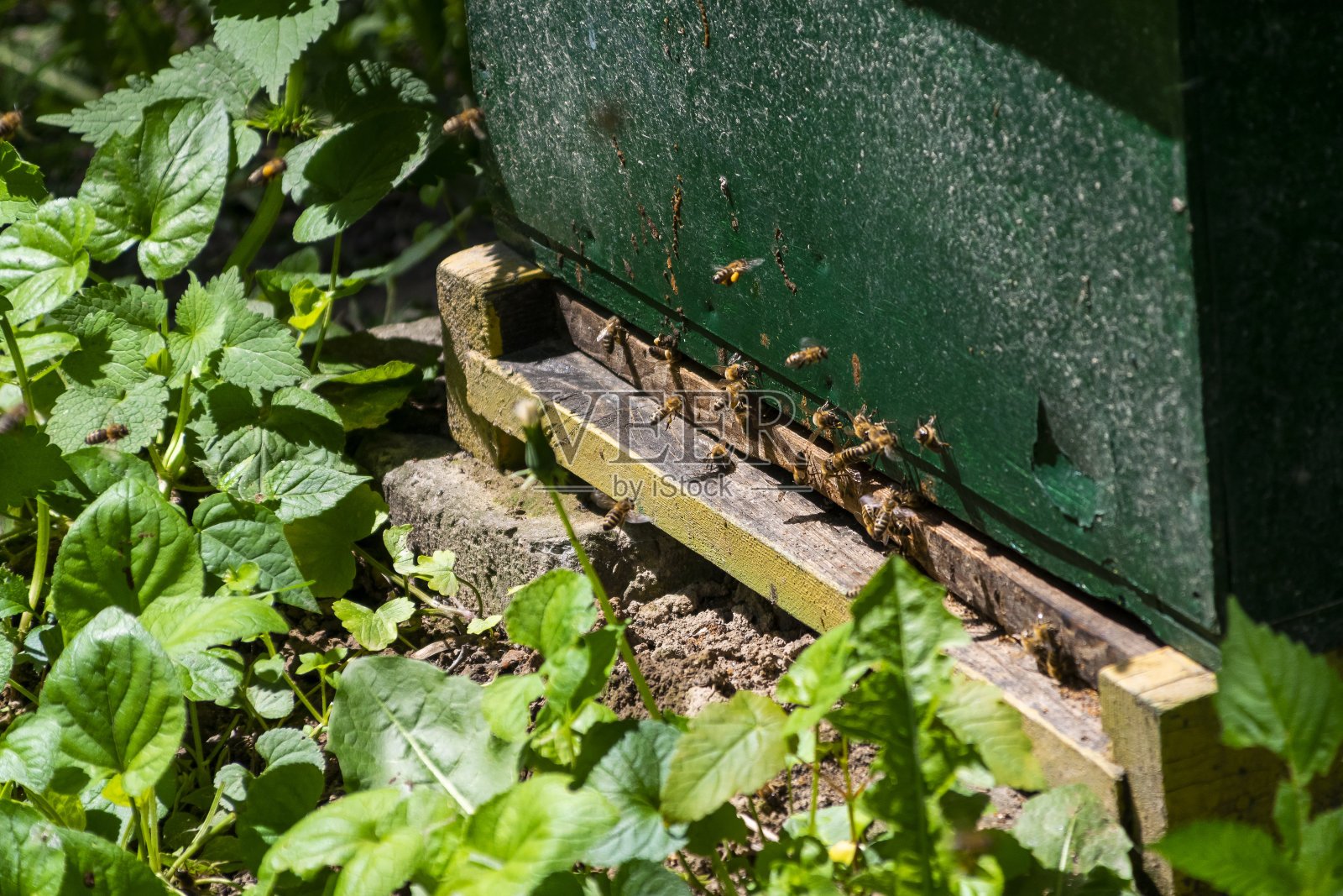 蜂箱入口特写：飞舞的蜜蜂照片摄影图片