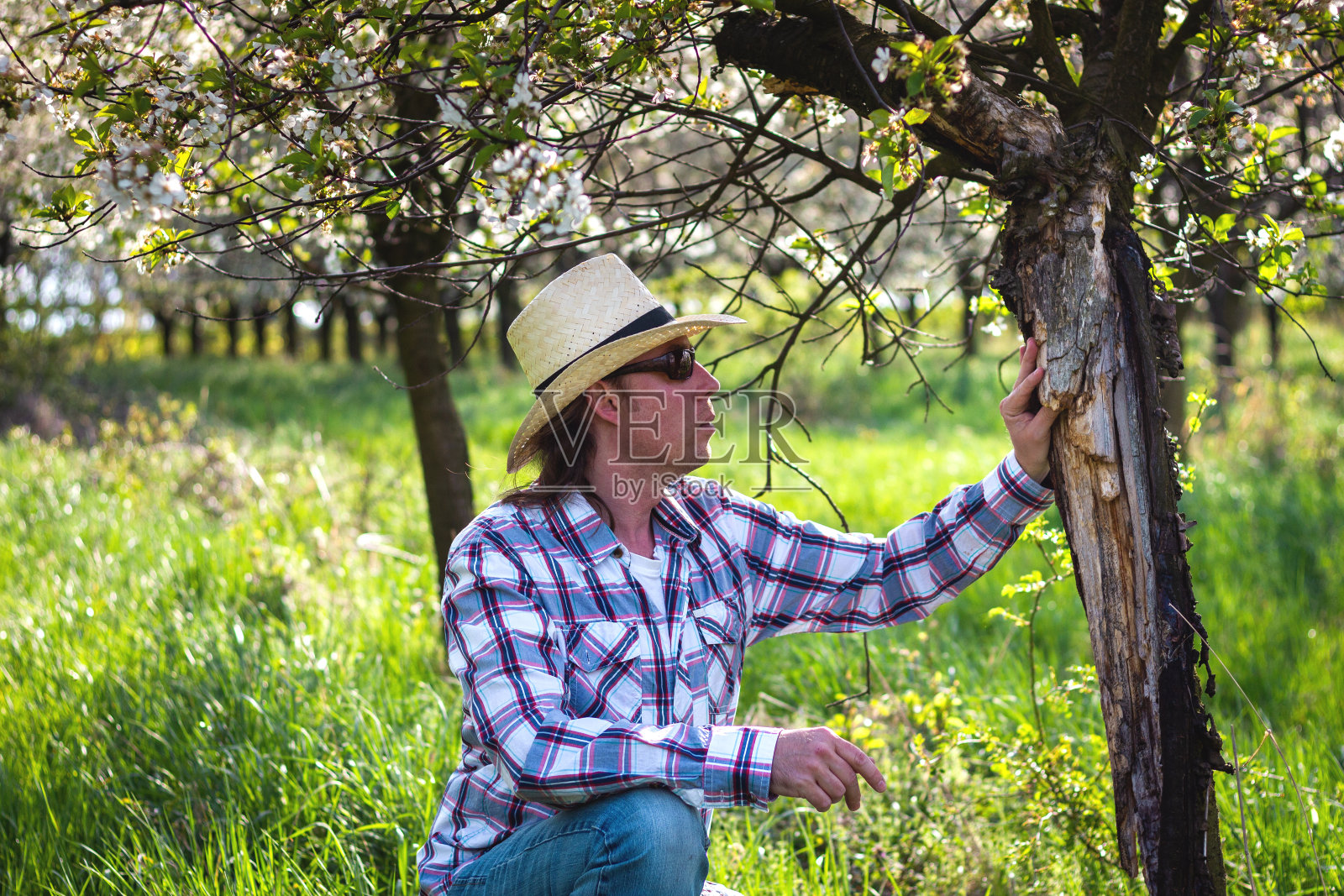 园丁在他的果园里检查老开花果树照片摄影图片
