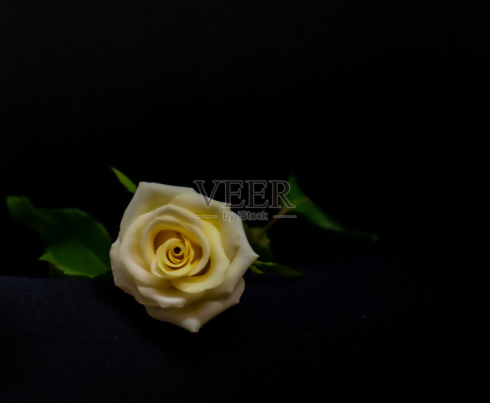 黑色背景上的黄玫瑰照片摄影图片