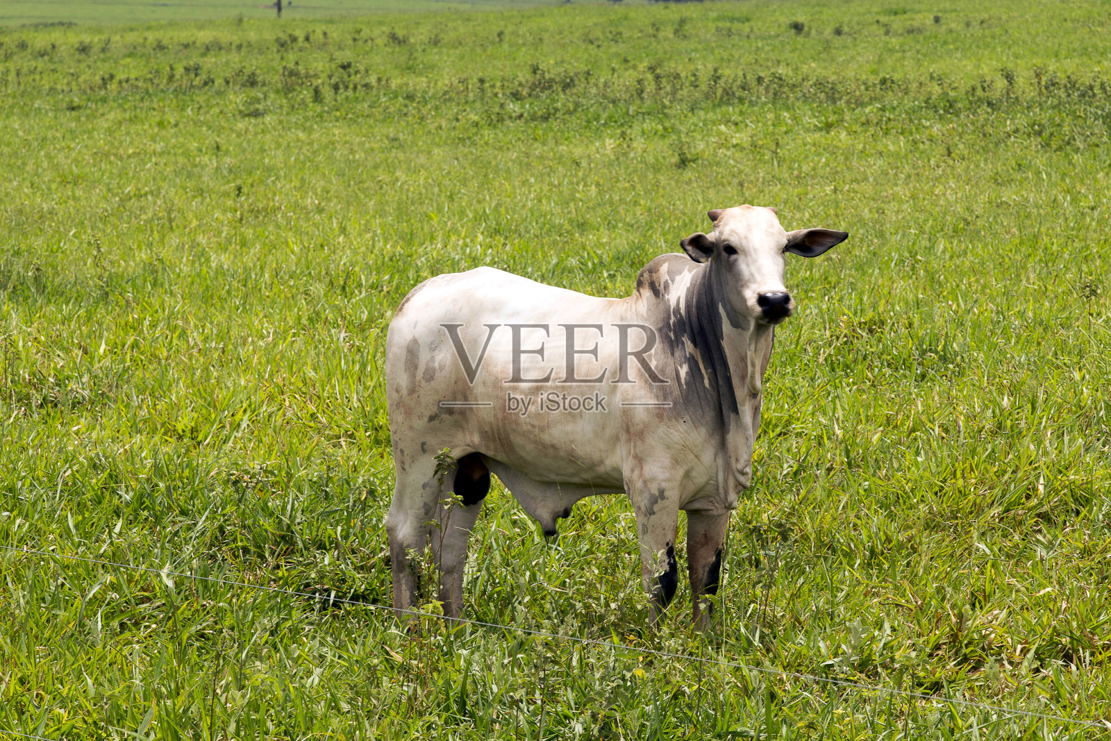 巴西农场内的牛照片摄影图片