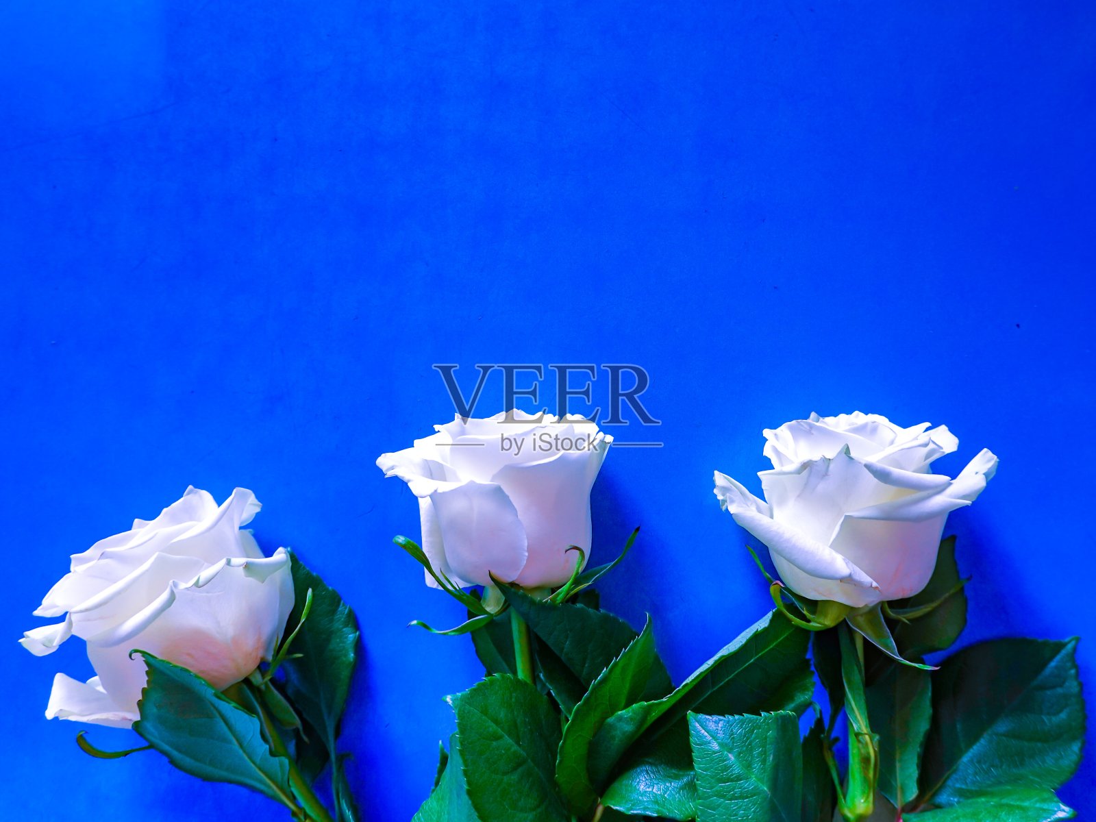 蓝色背景上的白玫瑰花。文本的空闲空间照片摄影图片