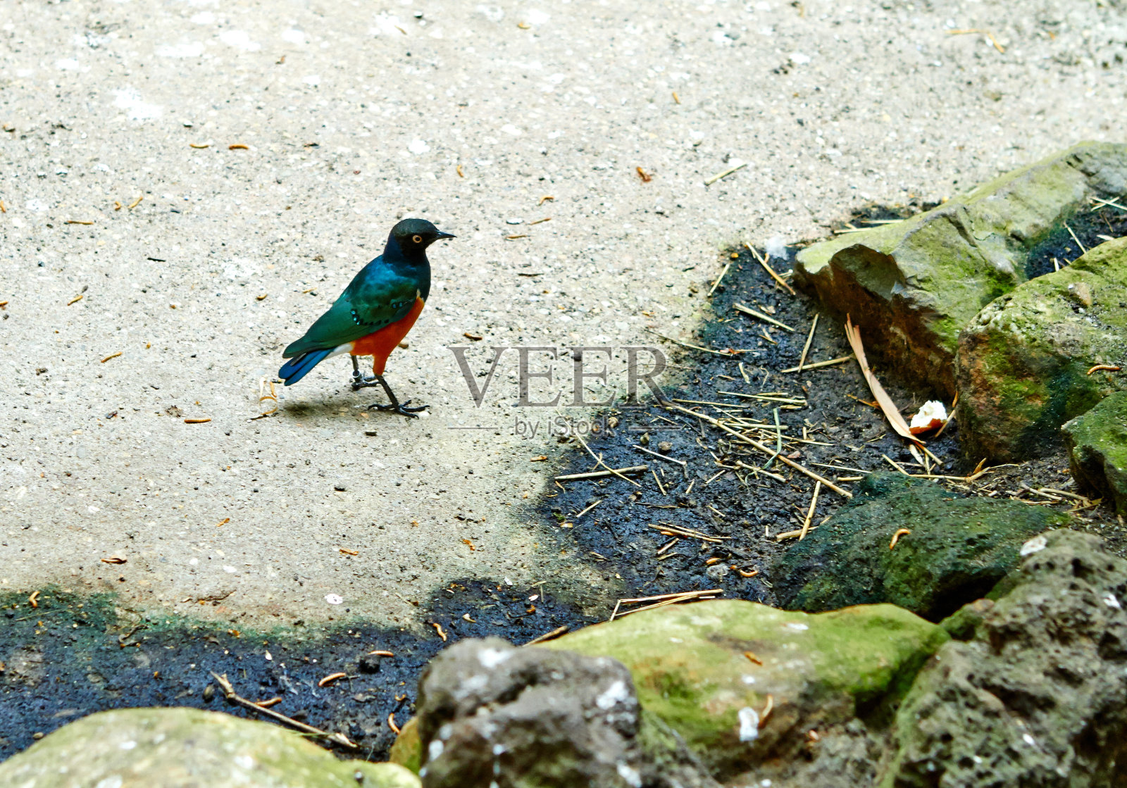 热带丛林中的珍稀鸟类照片摄影图片