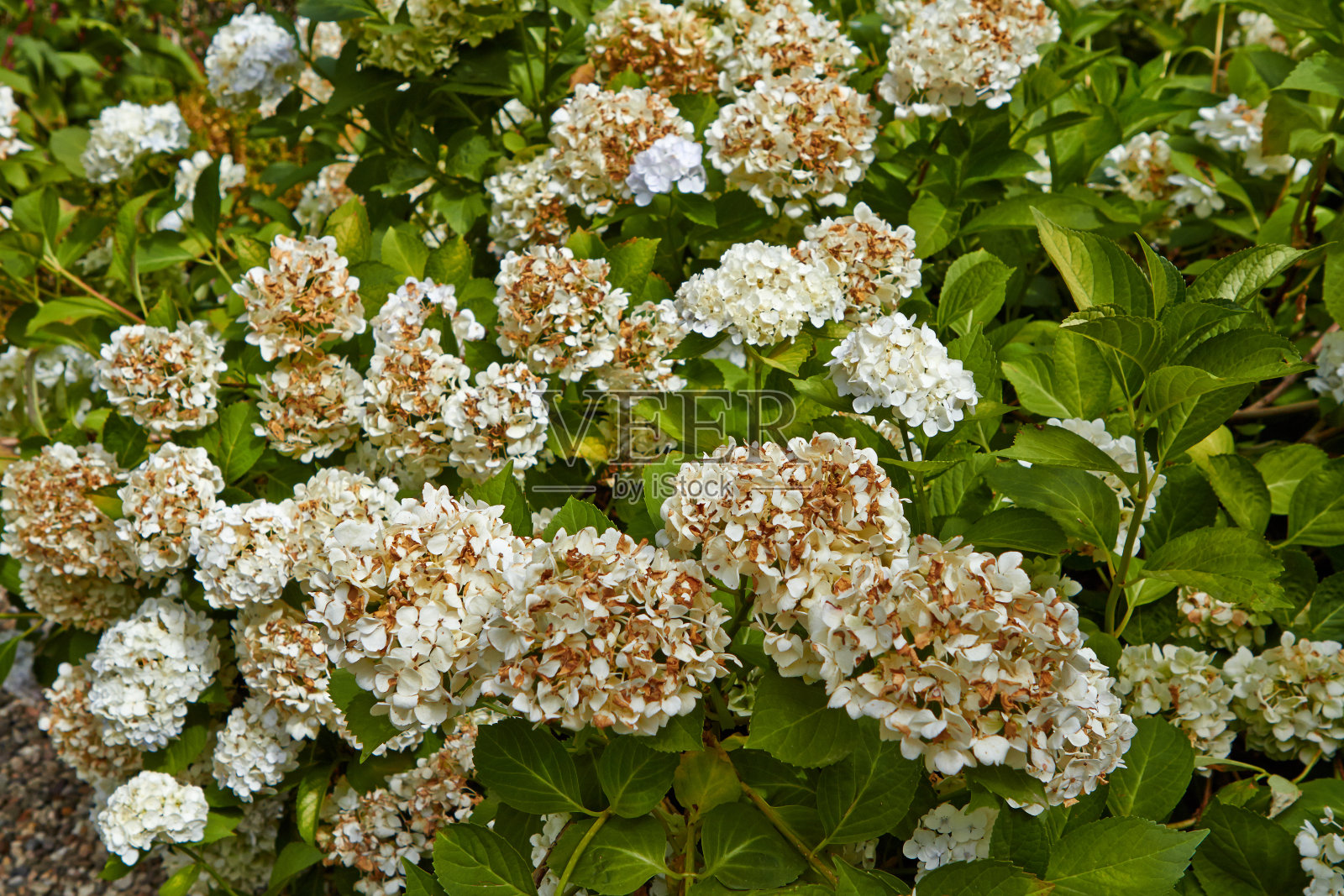 荷兰阿纳姆的夏季盛开鲜花照片摄影图片