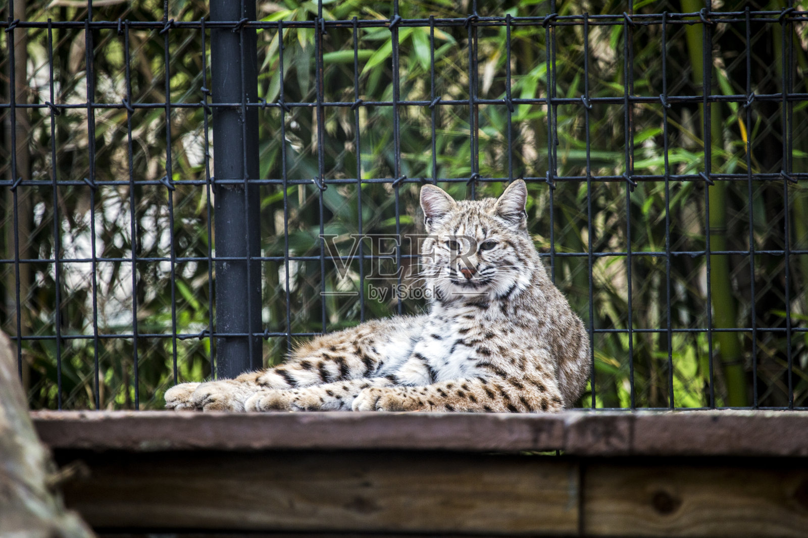 躺山猫照片摄影图片