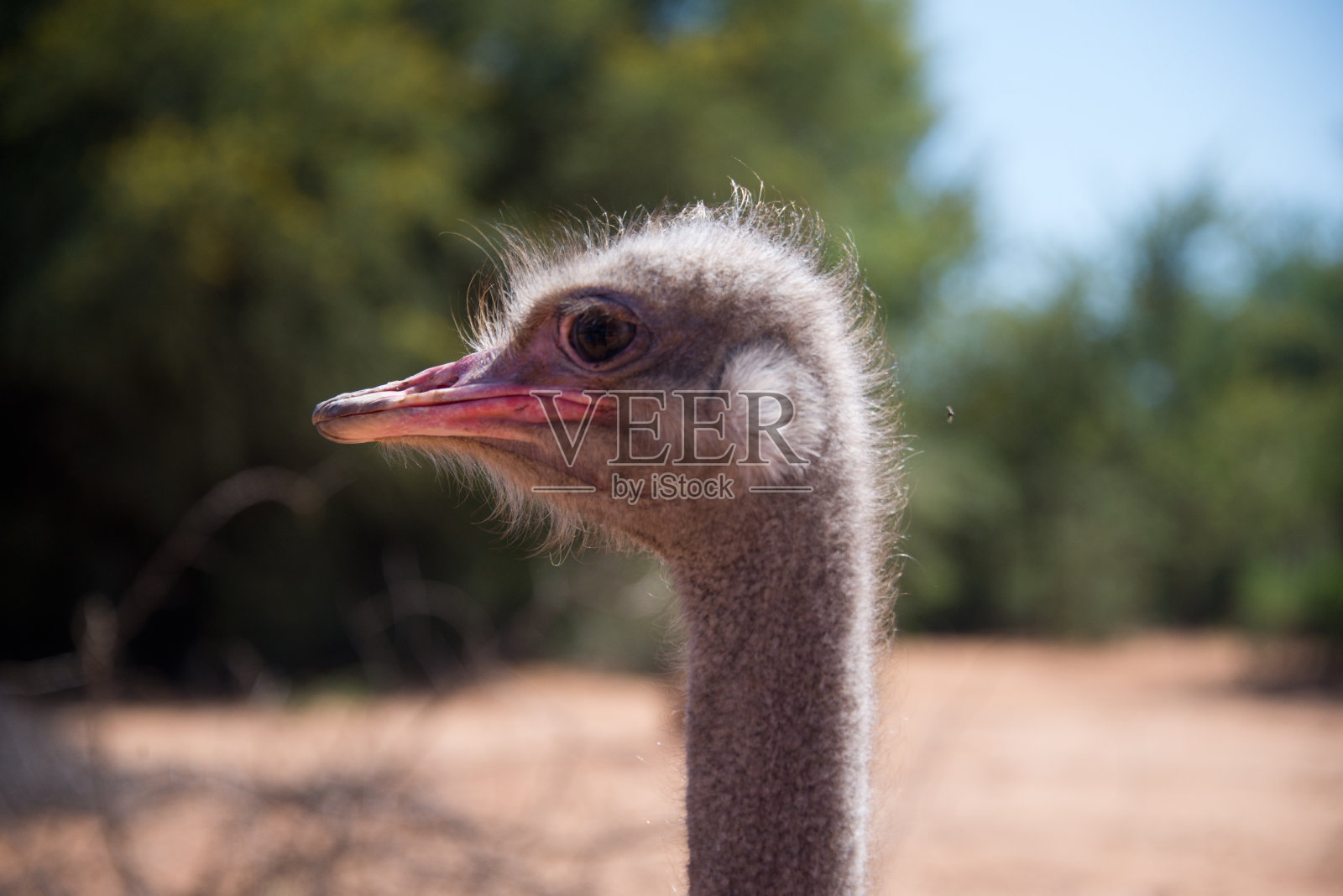 南非欧茨休恩鸵鸟农场的鸵鸟照片摄影图片