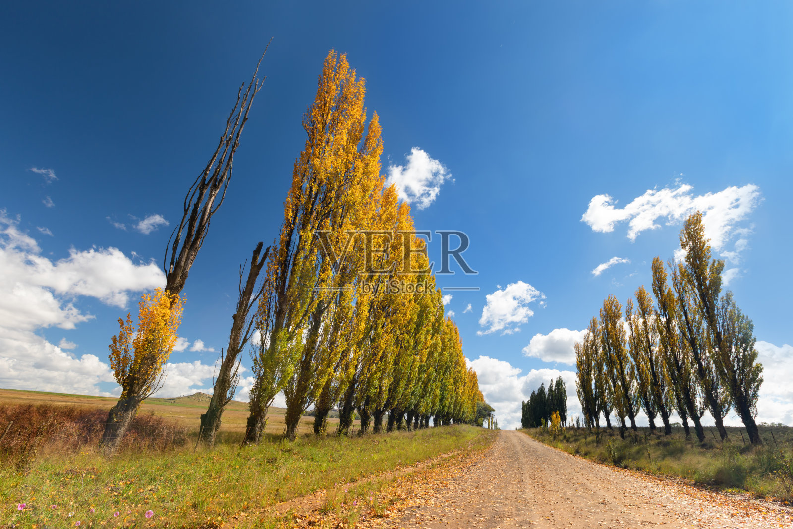 一排排秋色的白杨树排列在一条棕色的土路边上照片摄影图片