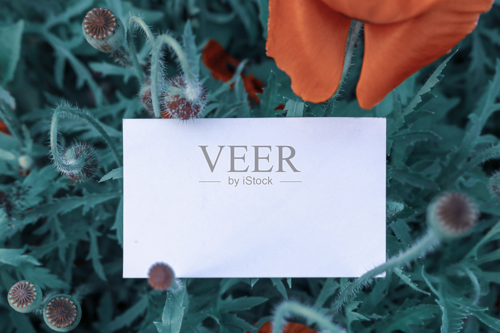 白色名片访问卡模拟模板图像照片摄影图片