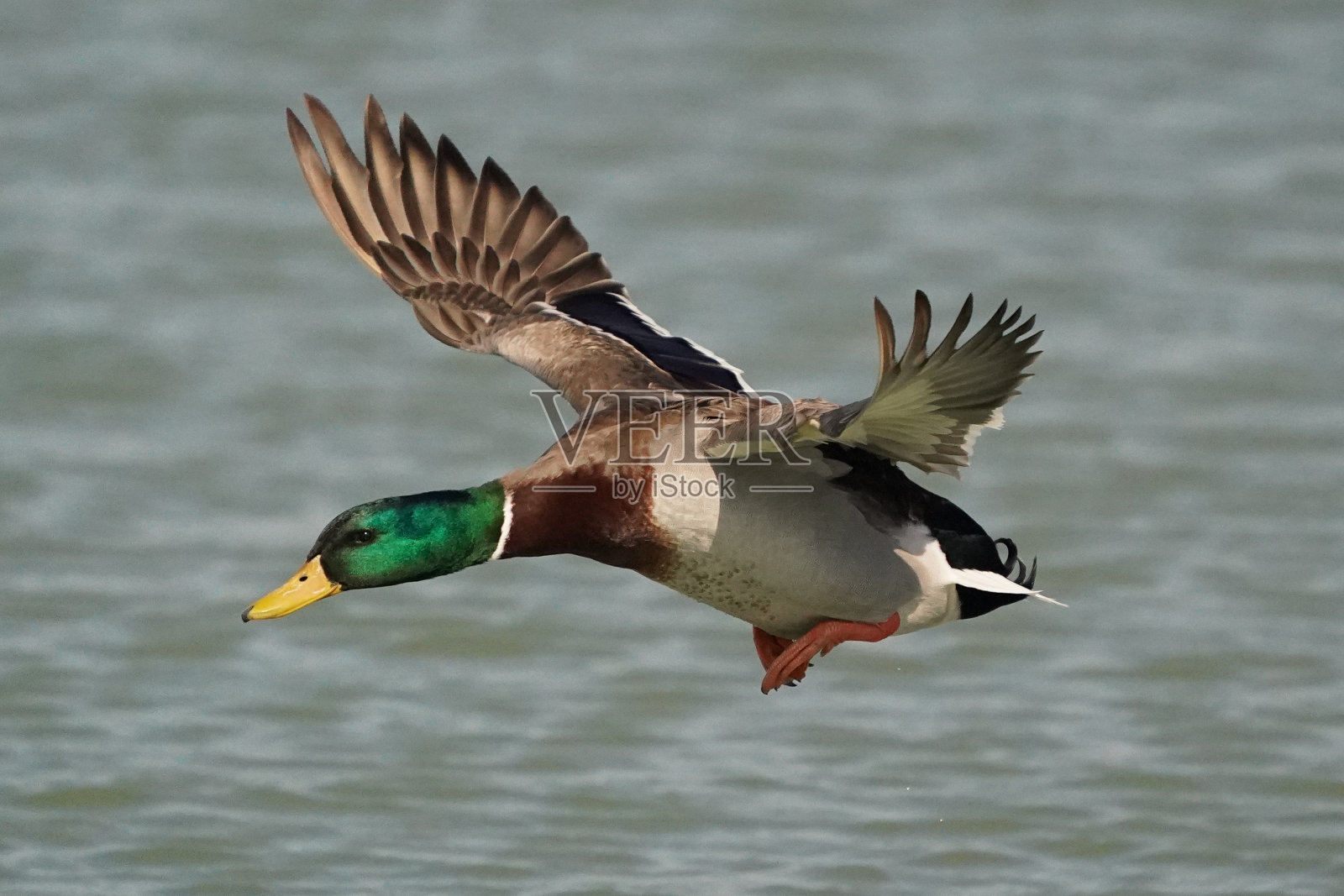 冬天湖边的野鸭照片摄影图片