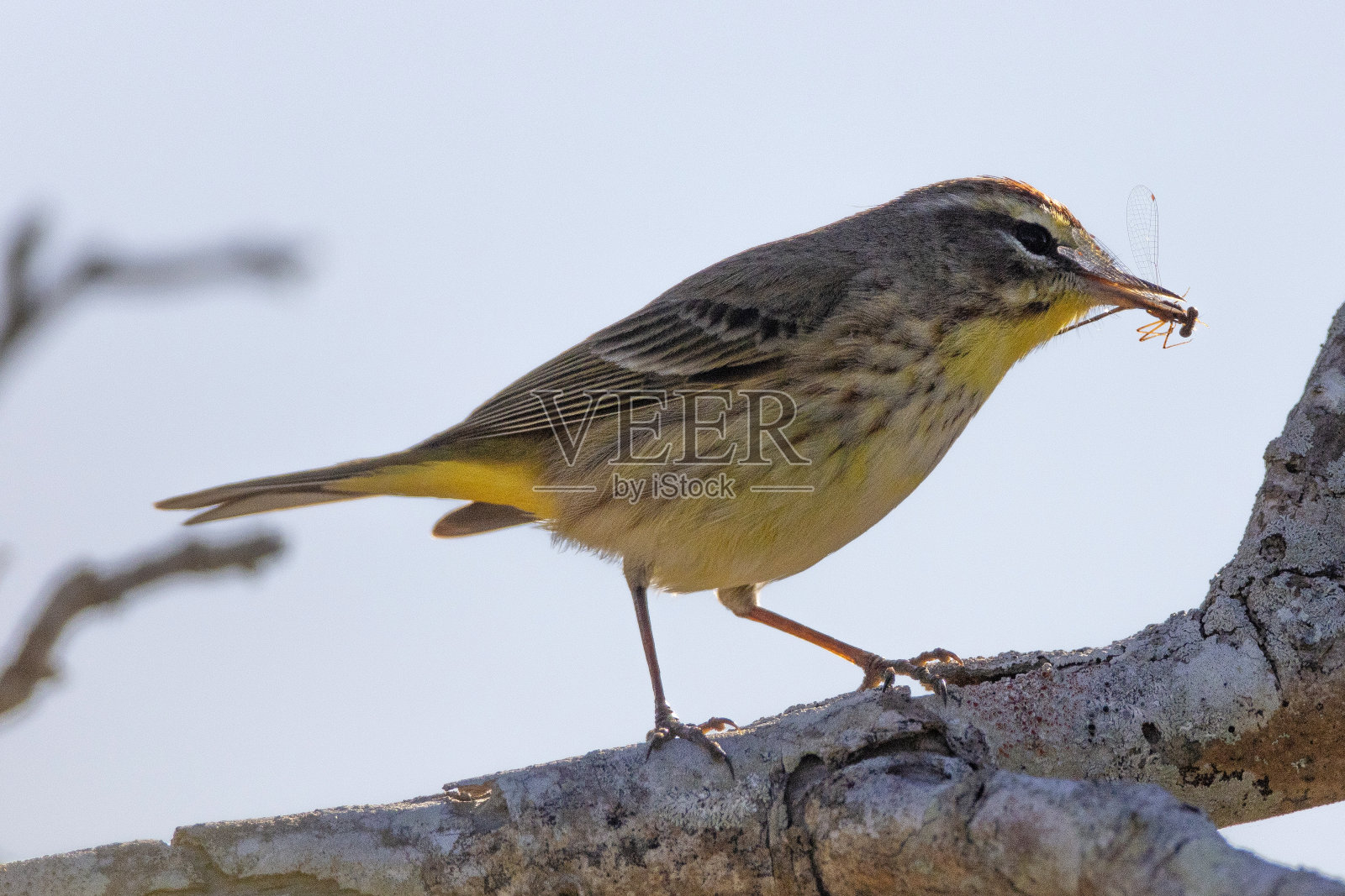 棕榈莺照片摄影图片