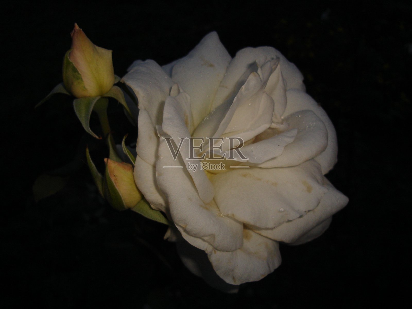 田野和花园里的鲜花盛开照片摄影图片