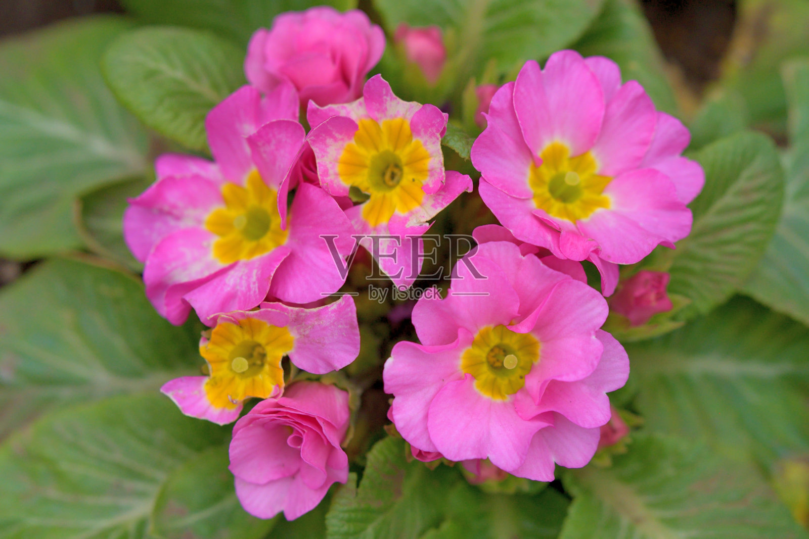 报春花/报春花:鲜艳多彩的花照片摄影图片