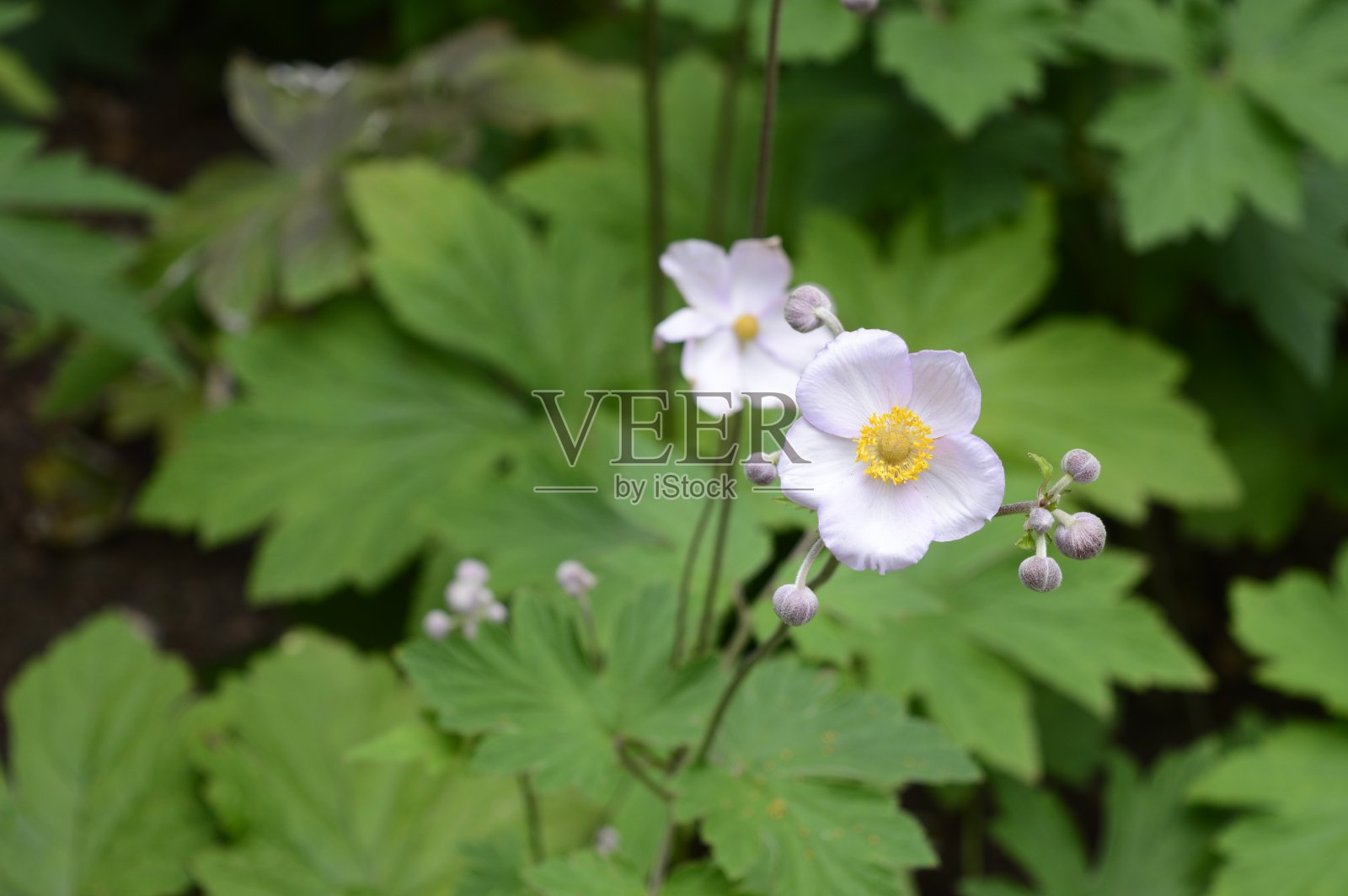 开浅粉红色花的银莲花照片摄影图片