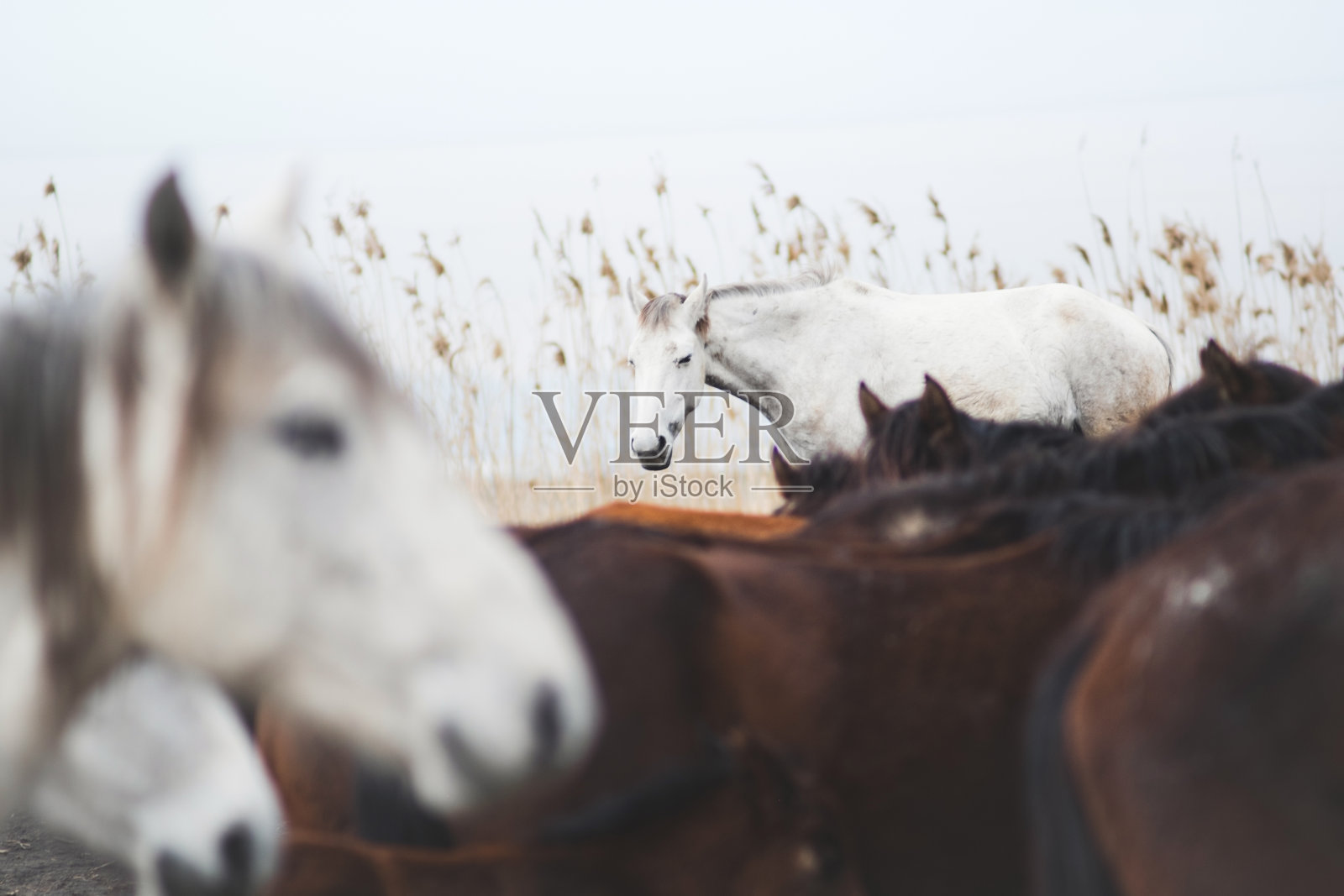卡帕多西亚的野马照片摄影图片