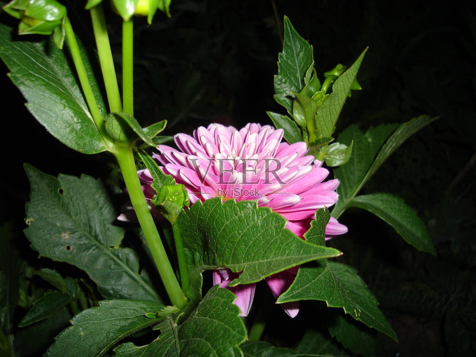 鲜花盛开照片摄影图片