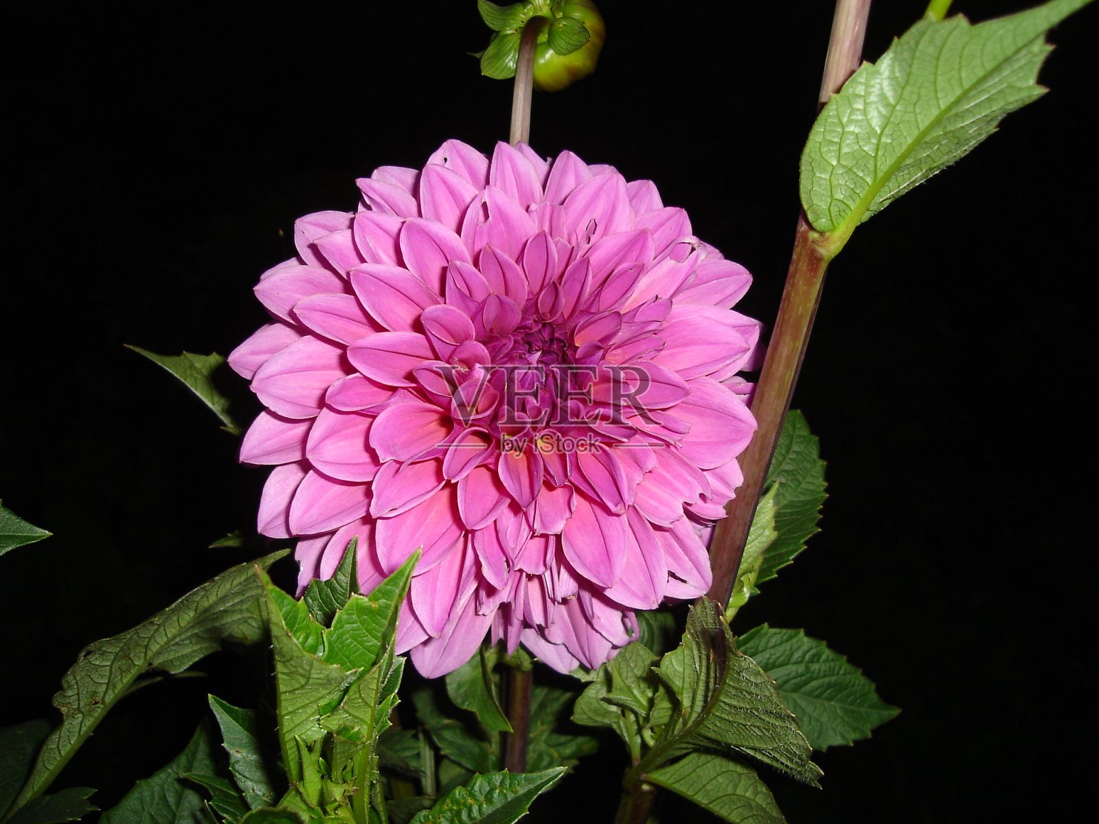 盛开的花朵色彩鲜艳照片摄影图片