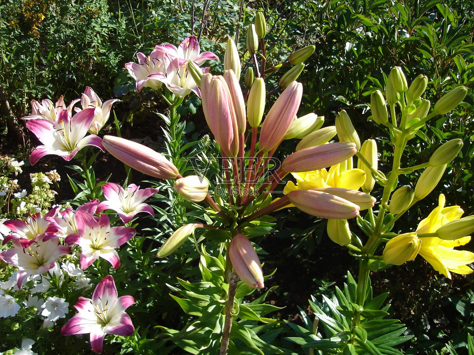 田野和花园里的鲜花盛开照片摄影图片