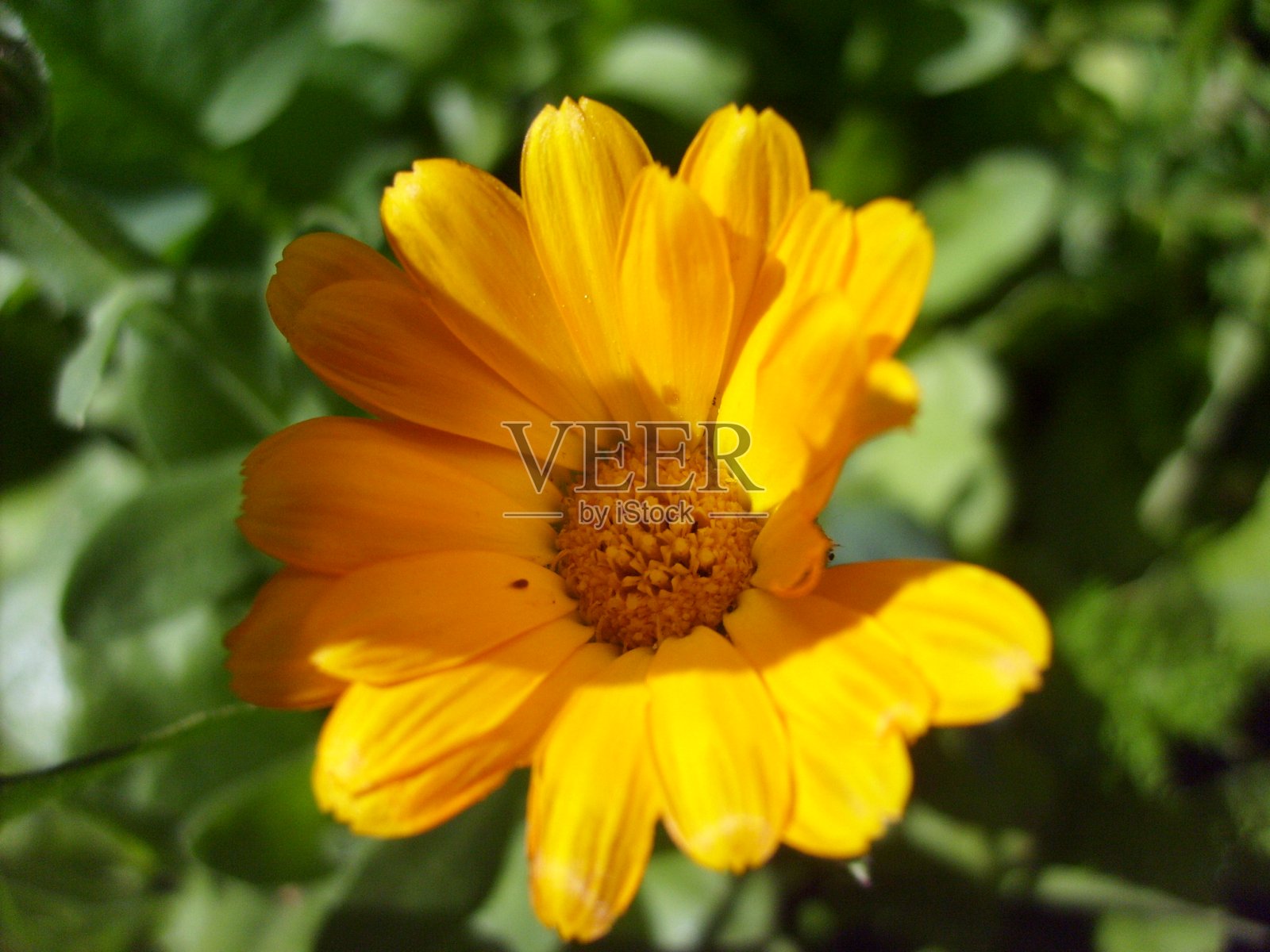 盛开的花朵色彩鲜艳照片摄影图片