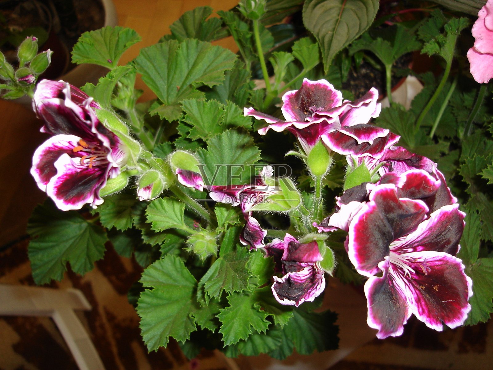 田野和花园里的鲜花盛开照片摄影图片