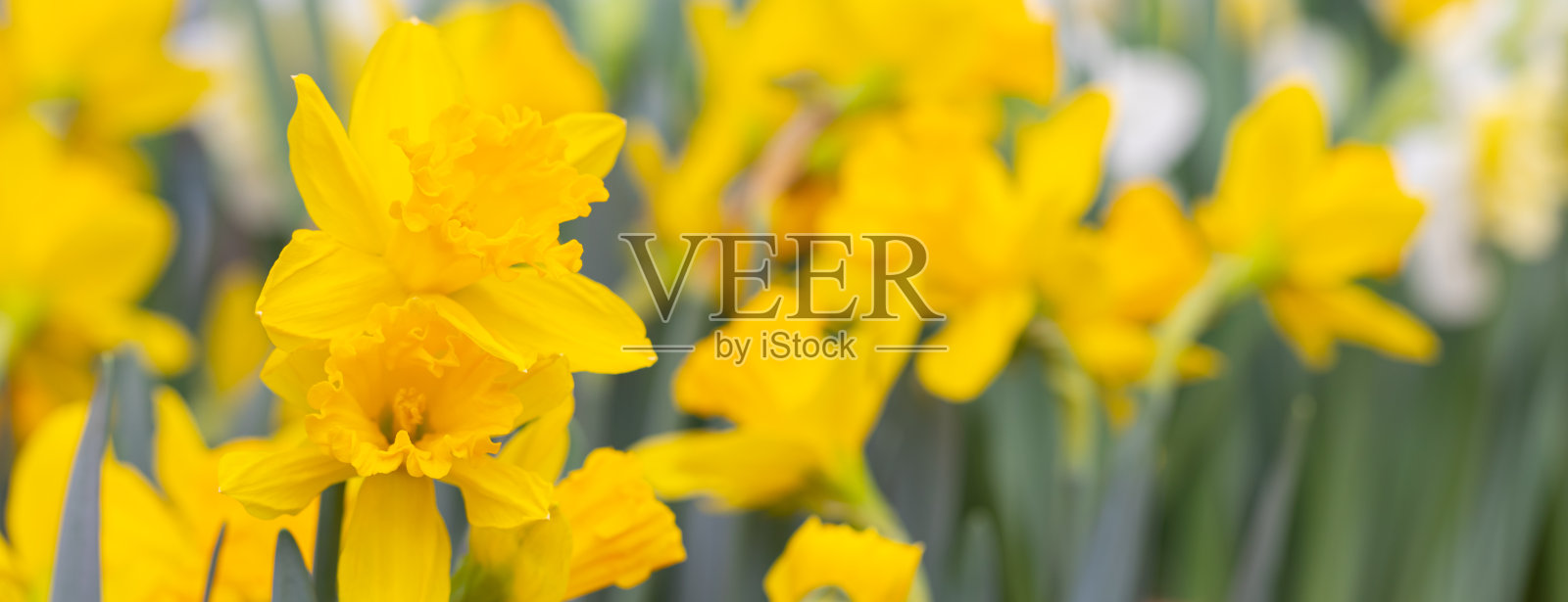 鲜艳的黄色盛开的水仙花横幅与空间复制照片摄影图片