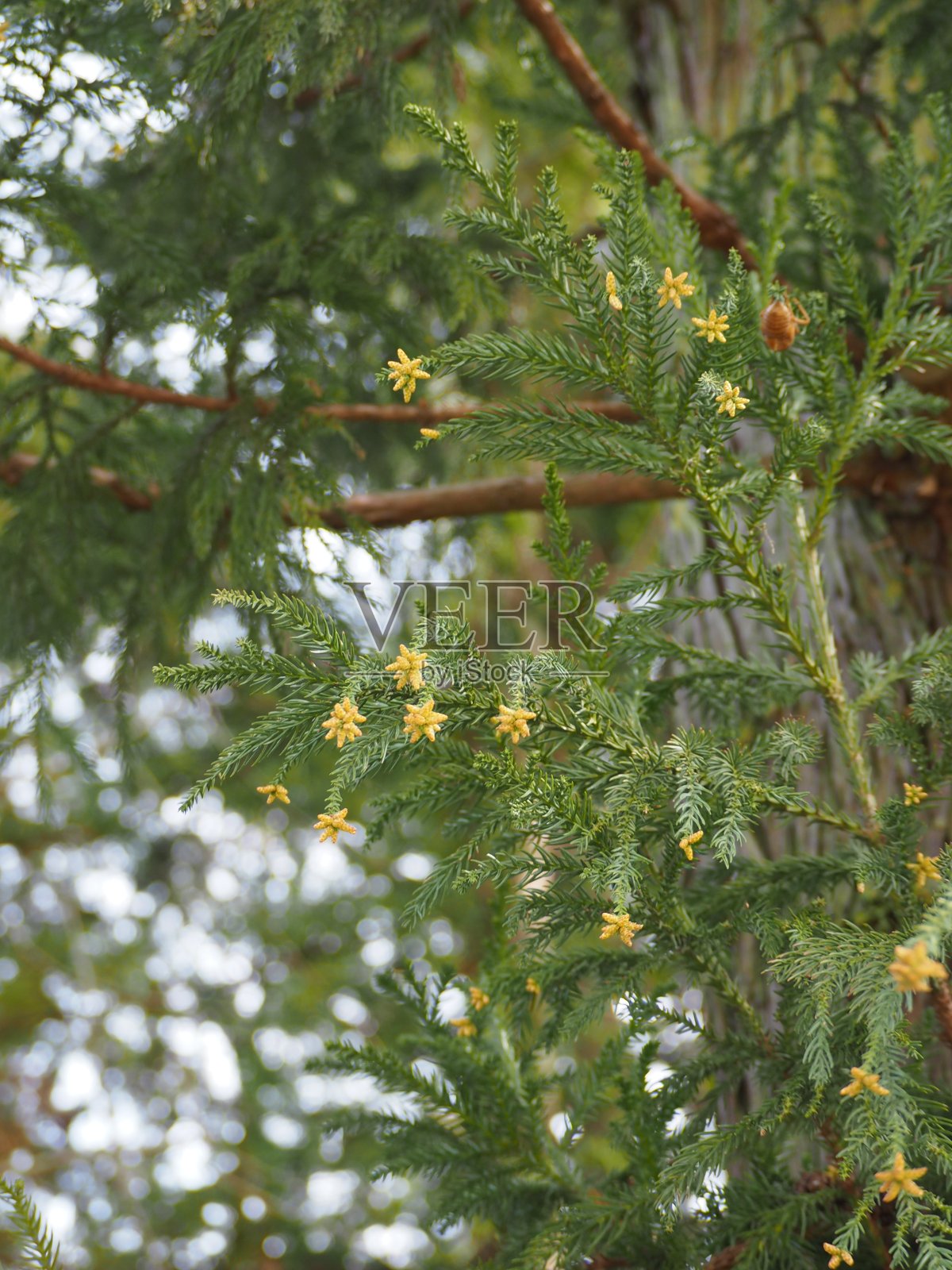 日本雪松，早春林中开黄花照片摄影图片