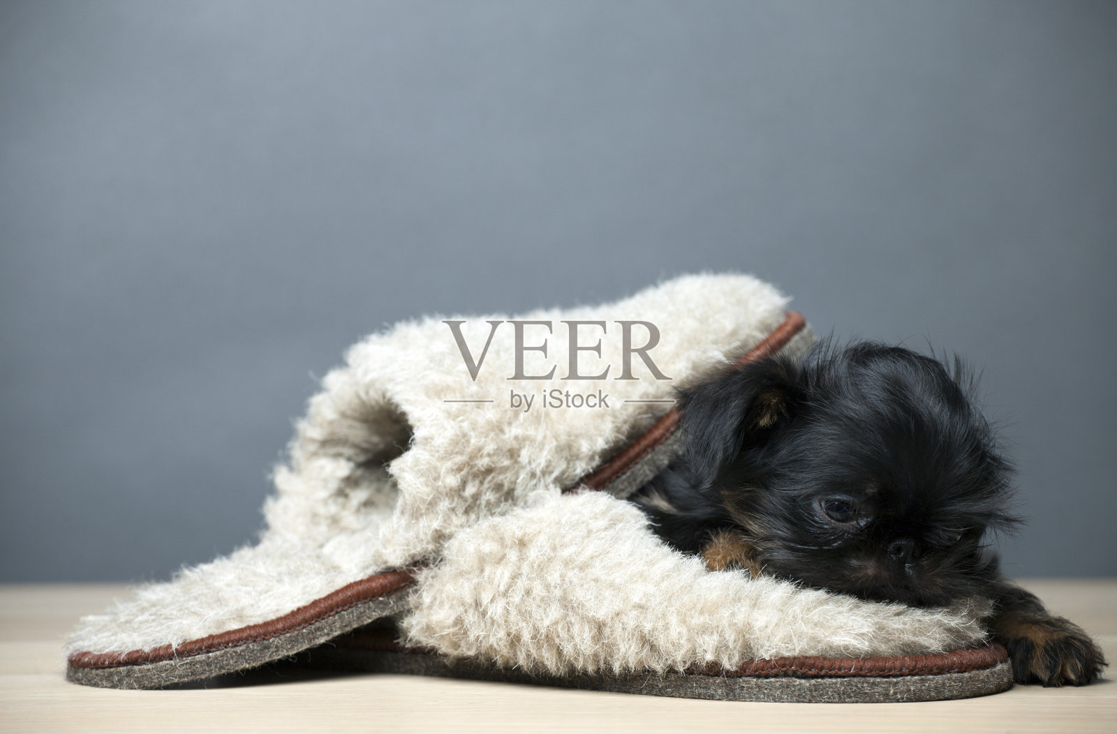 小狗鞋子桌子图片照片摄影图片