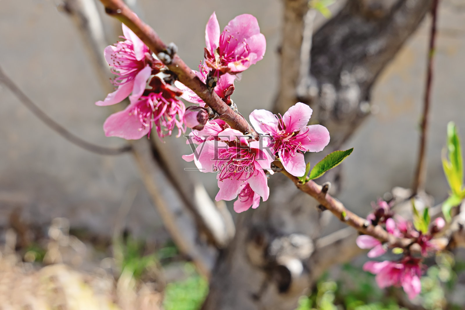 春色背景与杏花枝春色季节照片摄影图片