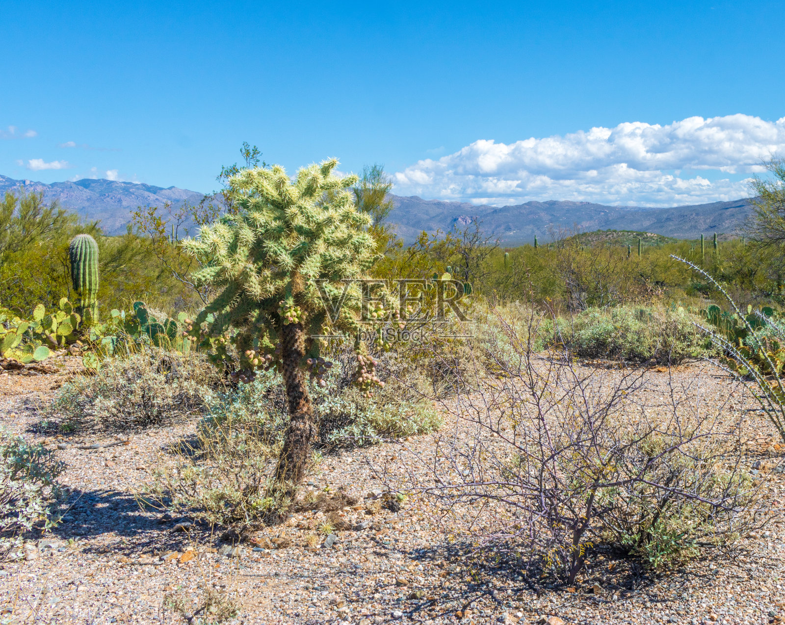 沙瓜罗国家公园沙漠景观中的卓拉仙人掌照片摄影图片