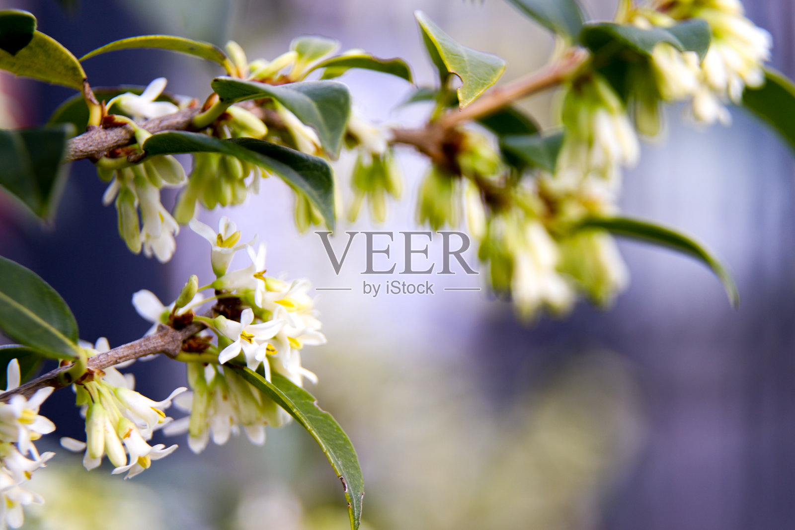 花在树照片摄影图片