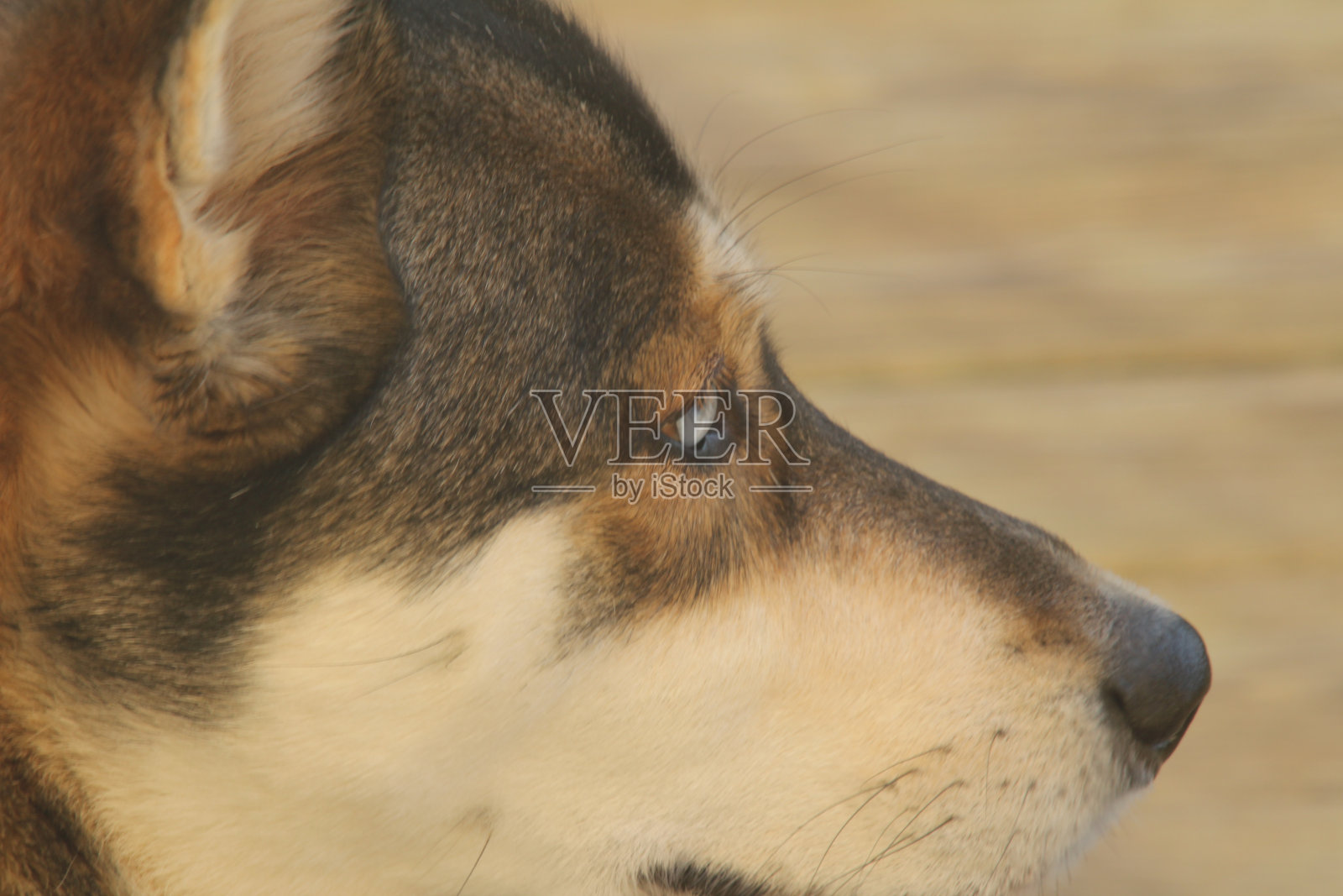 哈士奇的侧面照片摄影图片