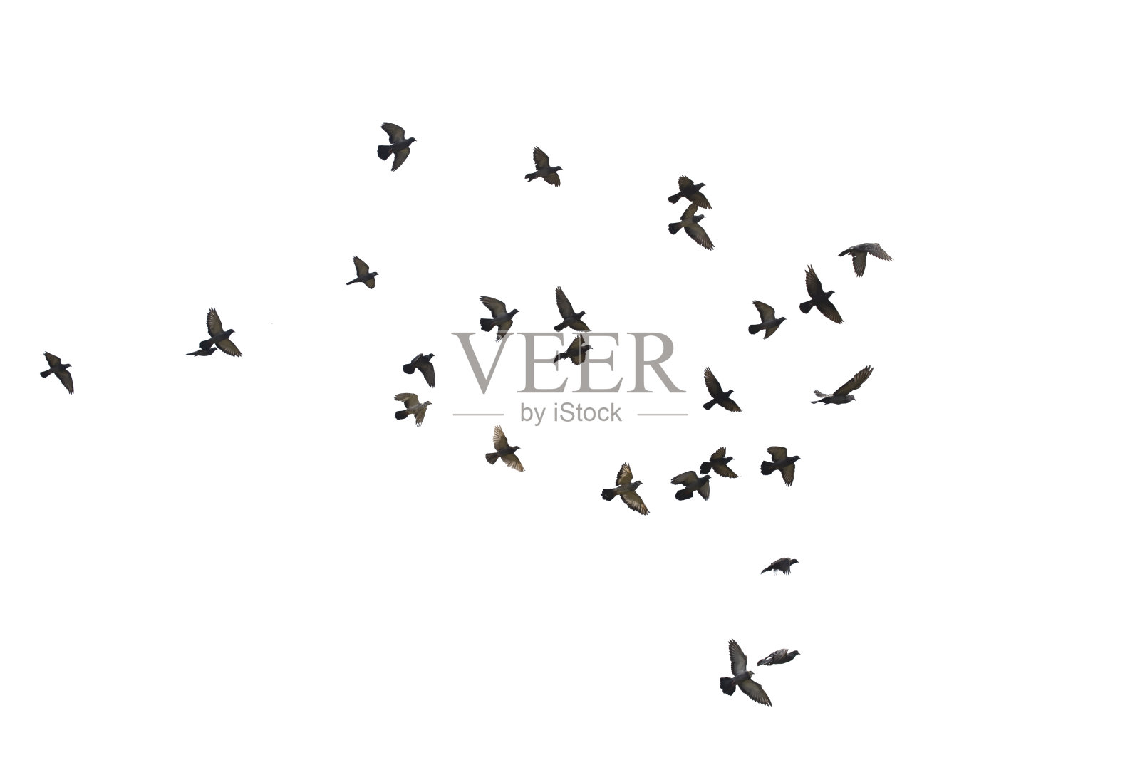 成群的飞鸽孤立在白色的背景上。保存与剪辑路径。照片摄影图片