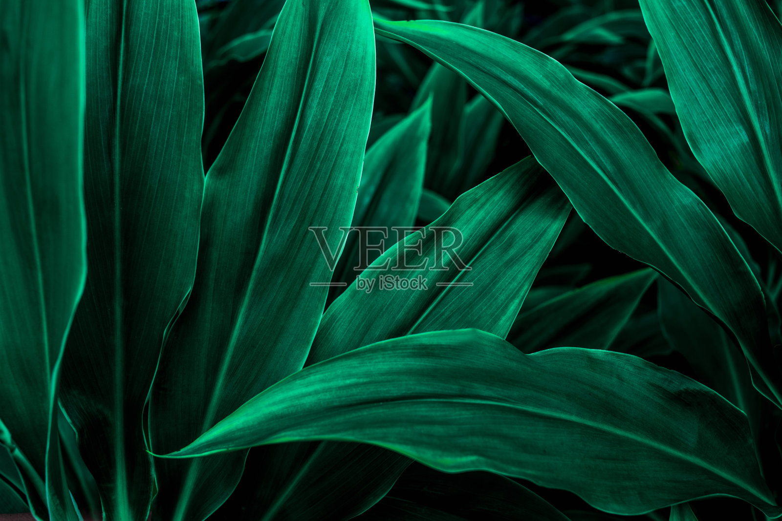 绿叶纹理深绿色树叶自然背景照片摄影图片