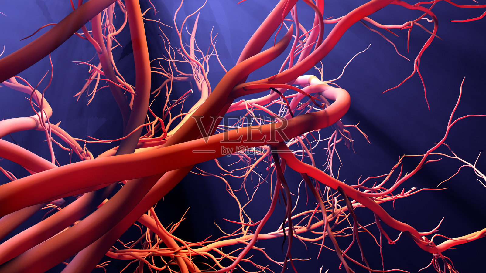 新血管形成照片摄影图片